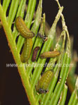 Click To Enlarge Cycad Blue Butterfly Larvae
