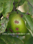 Click To Enlarge Codling moth damage