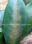 Click To Enlarge Camellia Tea Mite