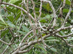 Click To Enlarge Dieback on frangipani
