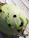 Click To Enlarge Helicoverpa (also known as Heliothus grubs)in rockmelon