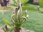Click To Enlarge Herbicde Damage On Frangipani (image by Anne-Mary)