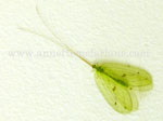 Click To Enlarge Lacewing