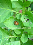 Click To Enlarge Twenty Eight Spotted Ladybeetle