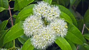 Click To Enlarge Backhousia