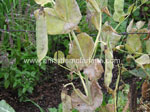 Click To Enlarge Mildew on peas