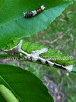 Click To Enlarge Orchard swallowtail larvae