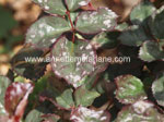 Click To Enlarge Powdery Mildew on roses