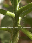 Click To Enlarge Red Spider Mite