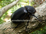 Click To Enlarge Rhinoceros beetle