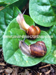 Click To Enlarge Snails