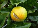 Click To Enlarge Split Citrus