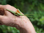 Click To Enlarge Stick insect