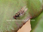 Click To Enlarge Tachnid fly on roses