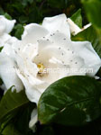 Click To Enlarge Thrips on gardenia