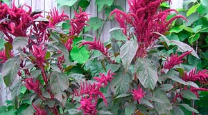 amaranthus